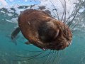 Seven Gill Cow Sharks & Cape Fur Seals